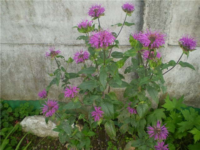 monarda